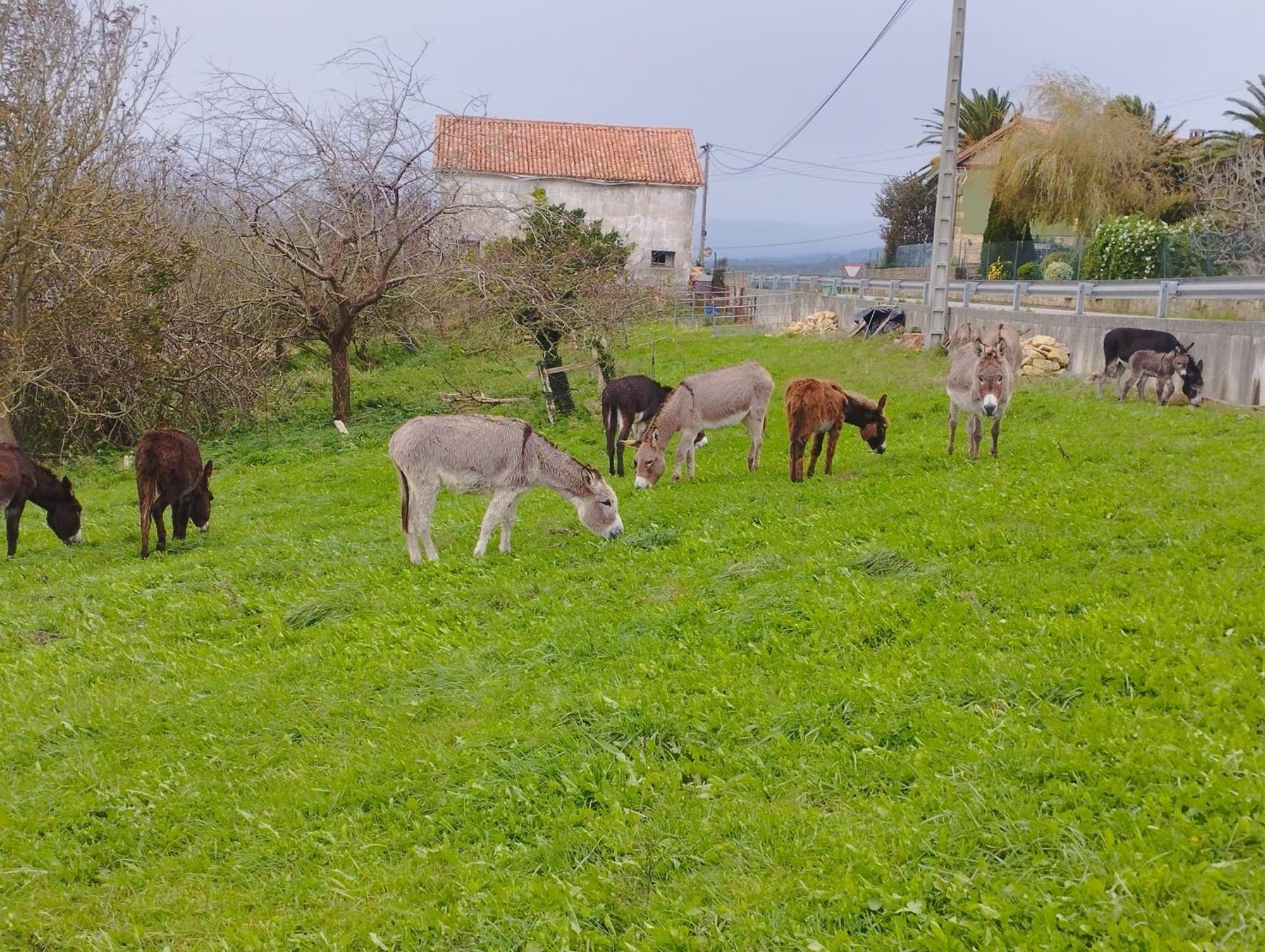 Los Sauces De La Fuente Santillana del Mar Zewnętrze zdjęcie